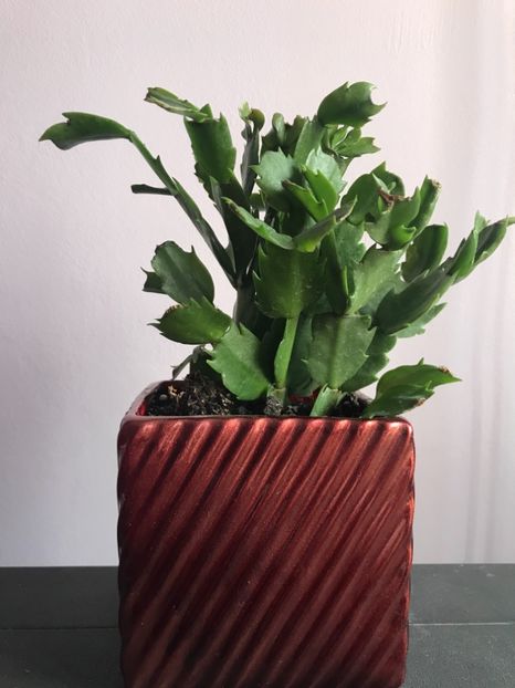 Schlumbergera - Cactusi si suculente