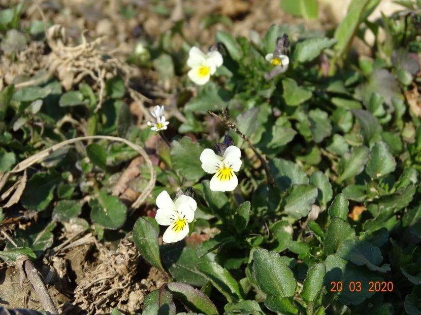 viola arvensis - z-Dobarland 2020