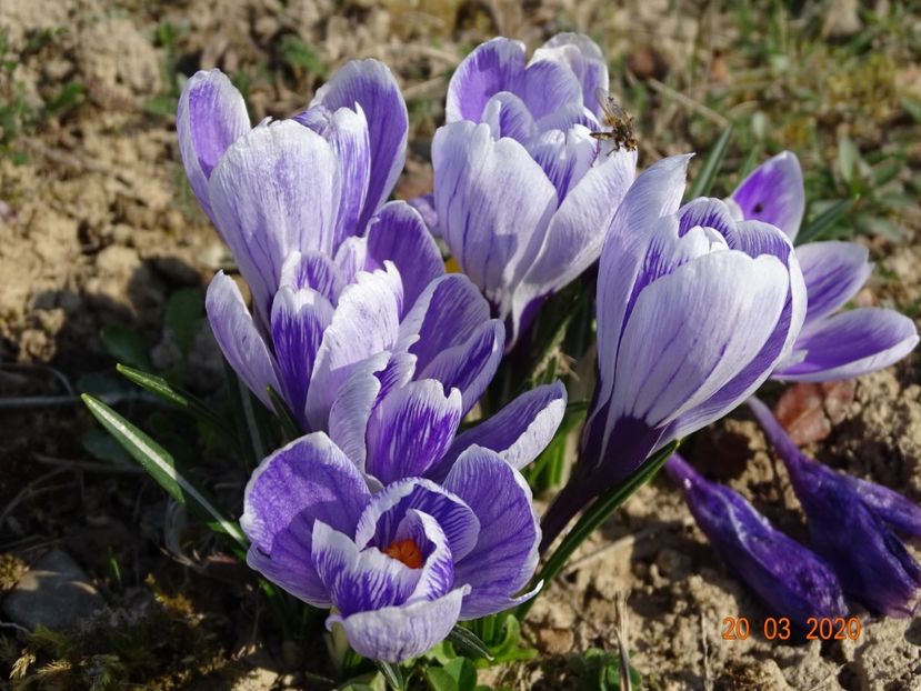 crocus Pickwick - z-Dobarland 2020