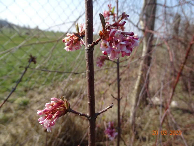 viburnum bodnantense Dawn - z-Dobarland 2020