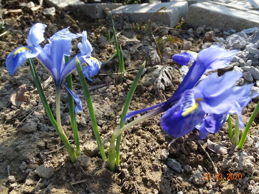 iris reticulata Alida - z-Dobarland 2020