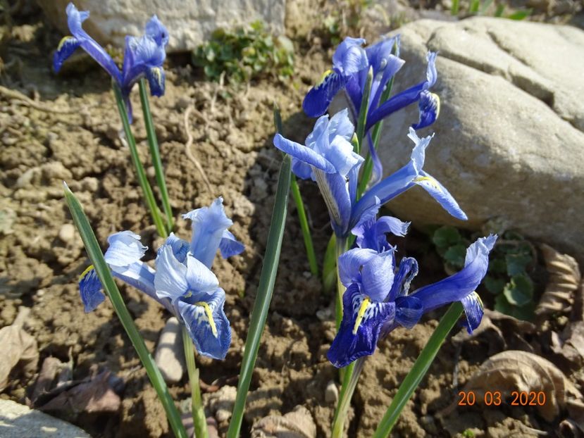 iris reticulata Alida - z-Dobarland 2020