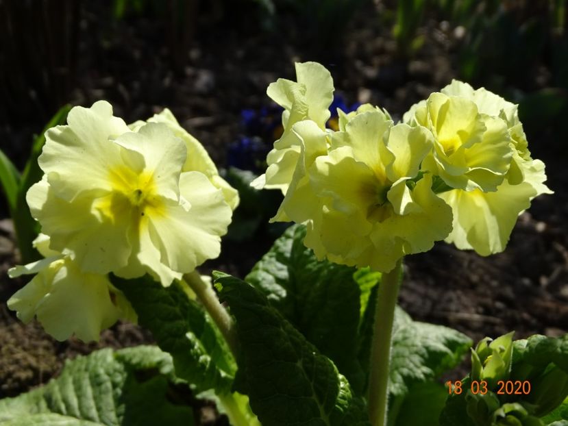 primula elatior Sibel Lime - Primule 2020