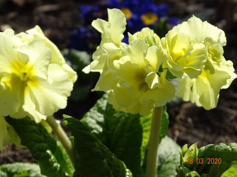 primula elatior Sibel Lime - Primule 2020