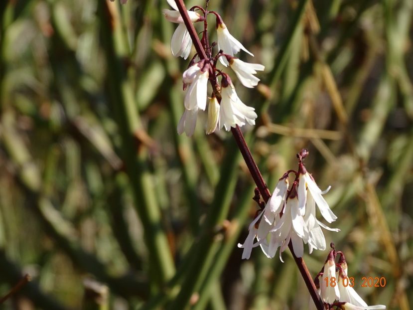 abeliophyllum distichum - Copacei si arbusti 2020