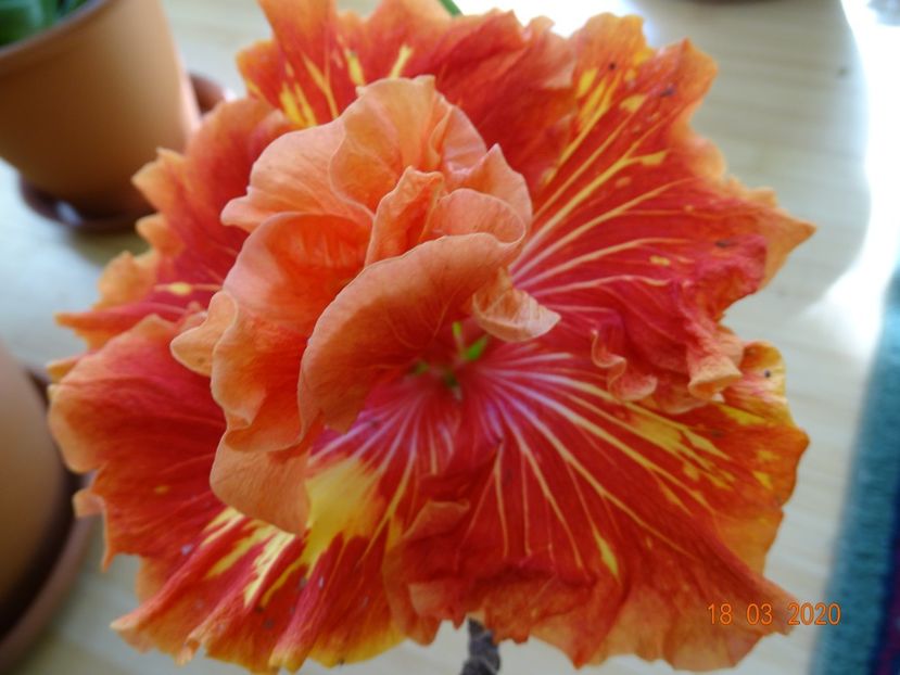 Tahitian Baby Bonfire - Hibiscusi