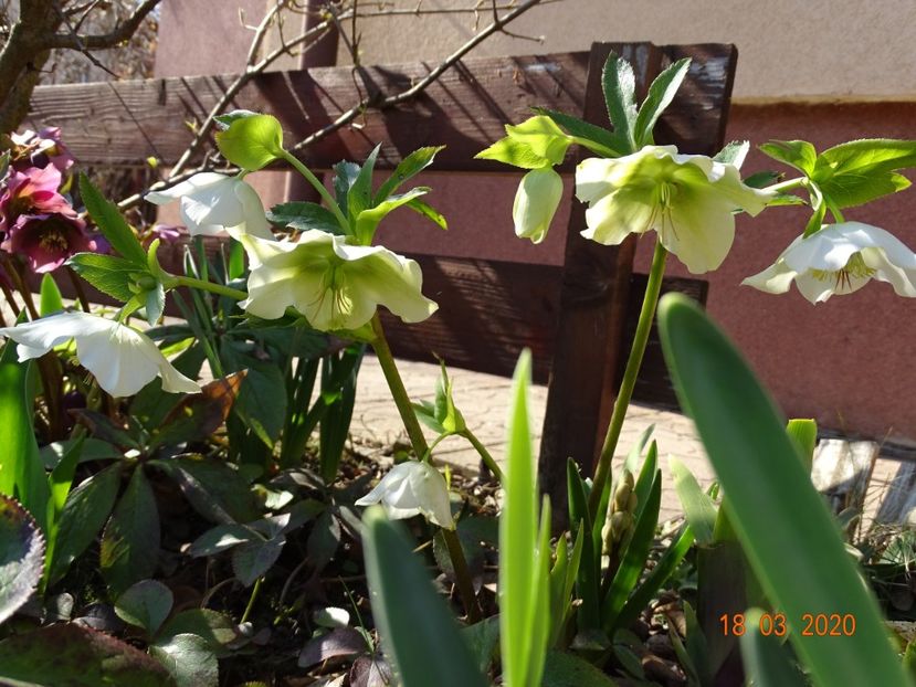 bebe helleborus - Primavara 2020