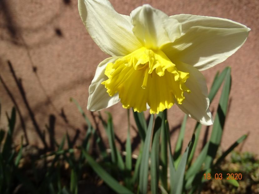 narcisa Ice Follies - Primavara 2020