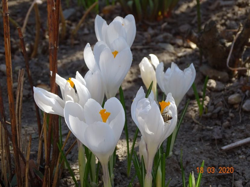 crocus Jeanne d'Arc - Primavara 2020