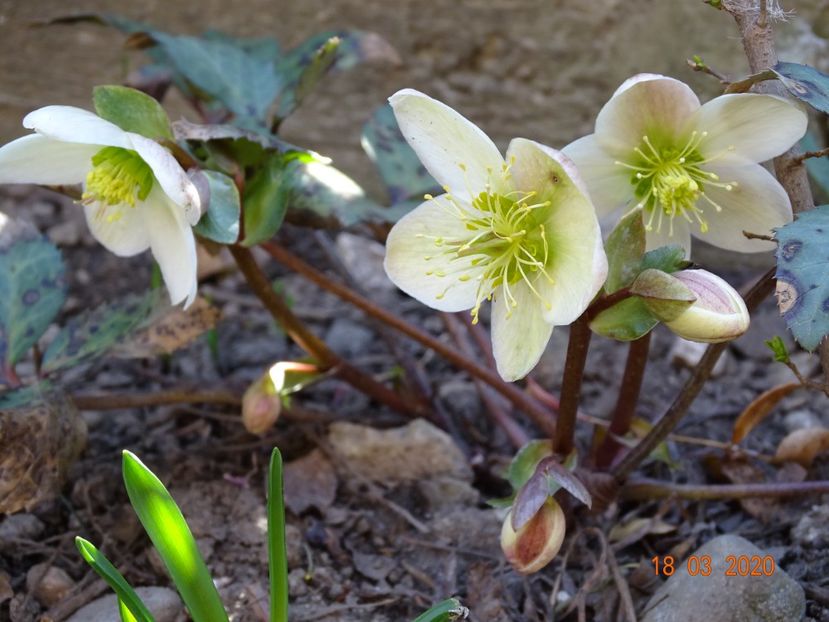 helleborus Candy Love - Primavara 2020