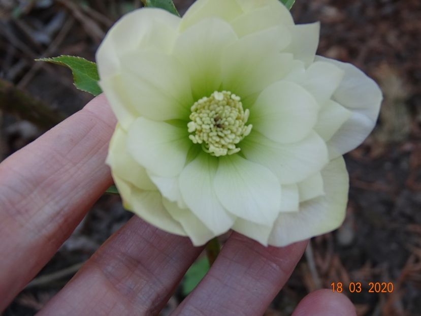 helleborus Double White - Primavara 2020