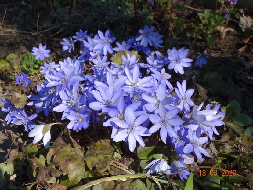 hepatica transsilvanica - Primavara 2020