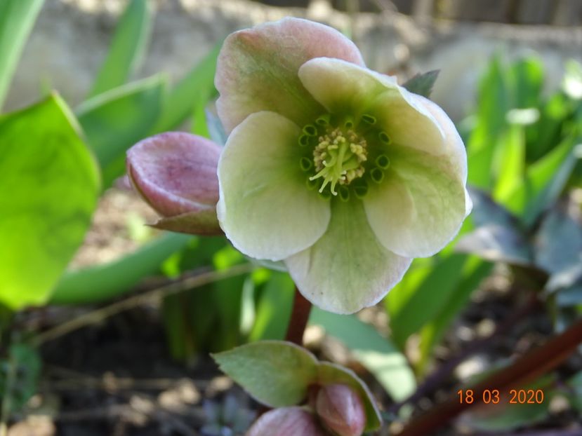 helleborus Ivory Prince - Primavara 2020