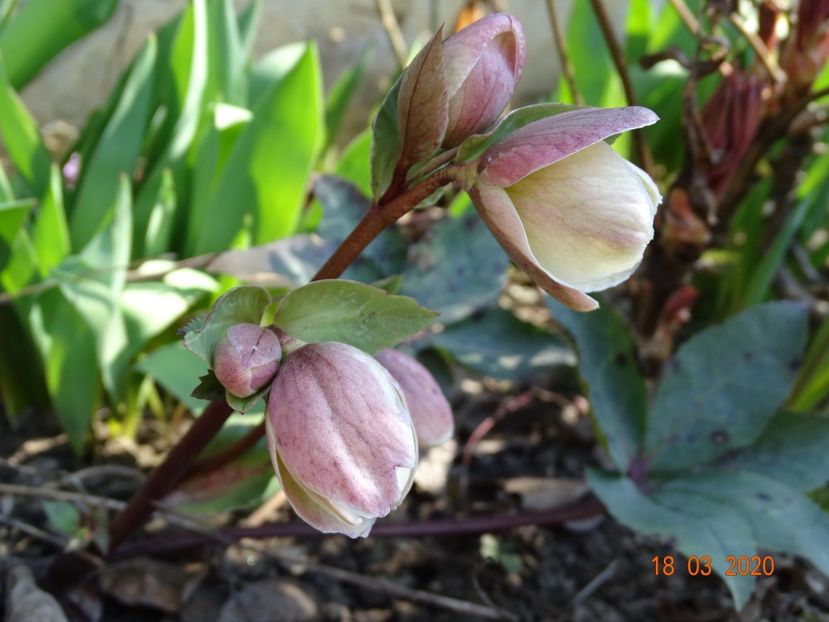 helleborus Ivory Prince - Primavara 2020