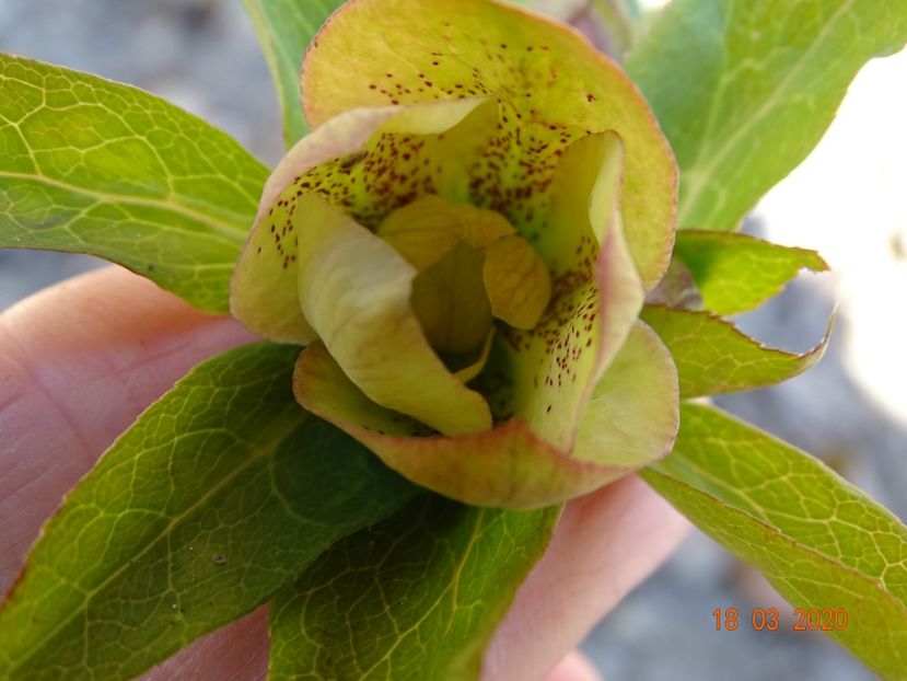 helleborus Double Green Spotted - Primavara 2020