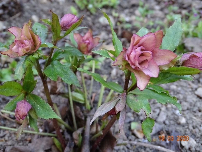helleborus Double Crown Rose - Primavara 2020
