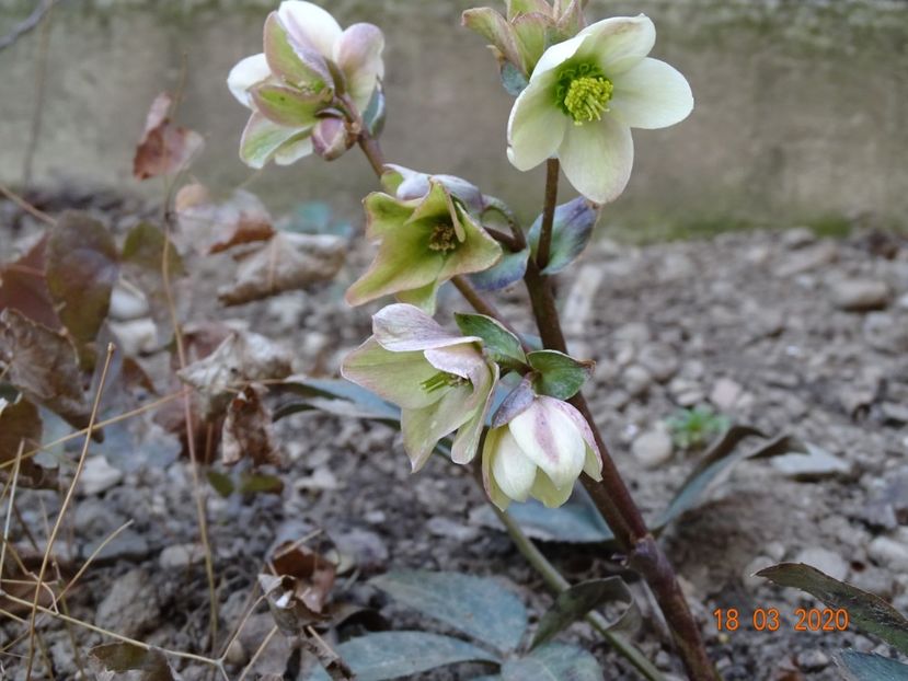 helleborus Emma - Primavara 2020