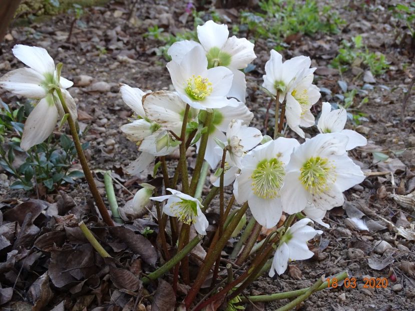 helleborus niger - Primavara 2020