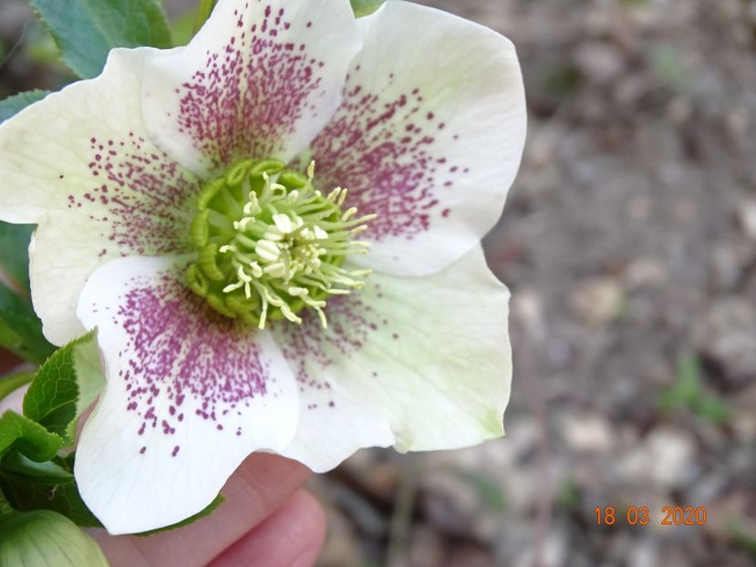 helleborus White Lady Spotted - Primavara 2020