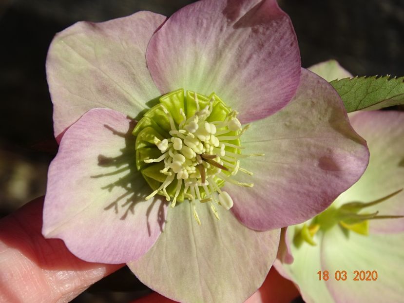 bebe helleborus - Primavara 2020