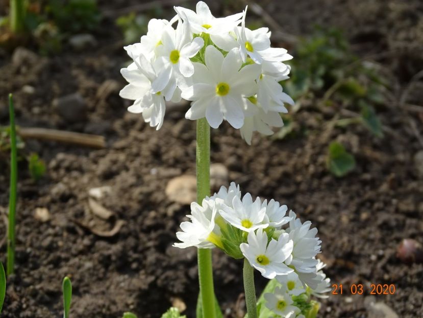 primula denticulata Prom White - Primule 2020