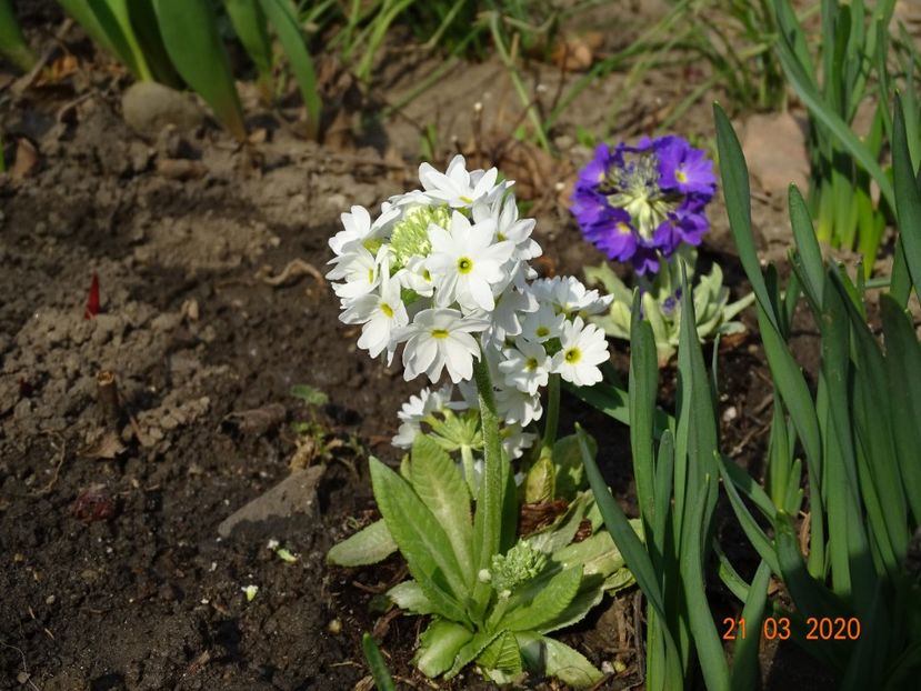 primula denticulata Prom White si Prom Lilac - Primule 2020