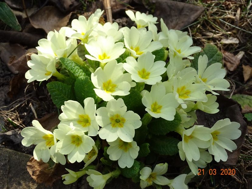 primula vulgaris - Primule 2020