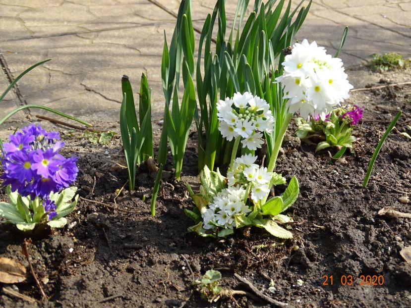 primula denticulata Prom White, Prom Lilac si Prom Rubin - Primule 2020