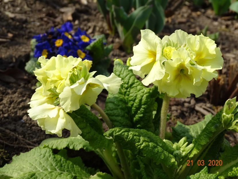 primula elatior Sibel Lime - Primule 2020