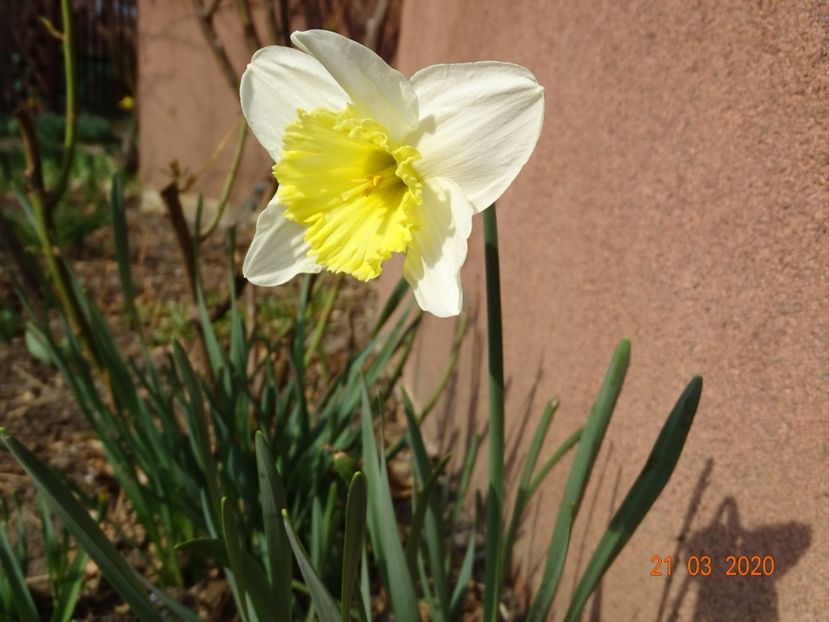 narcisa Ice Follies - Primavara 2020