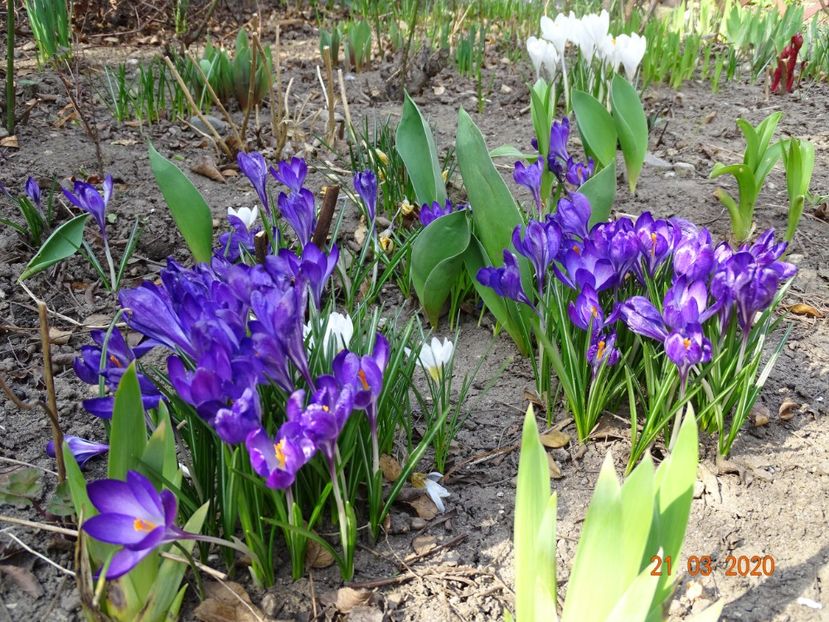 crocus Ruby Giant - Primavara 2020