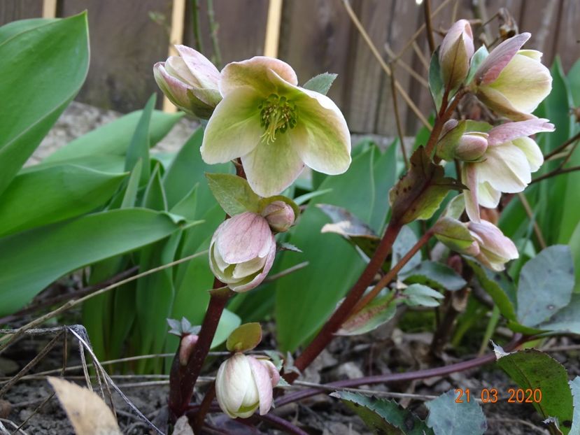 helleborus Ivory Prince - Primavara 2020