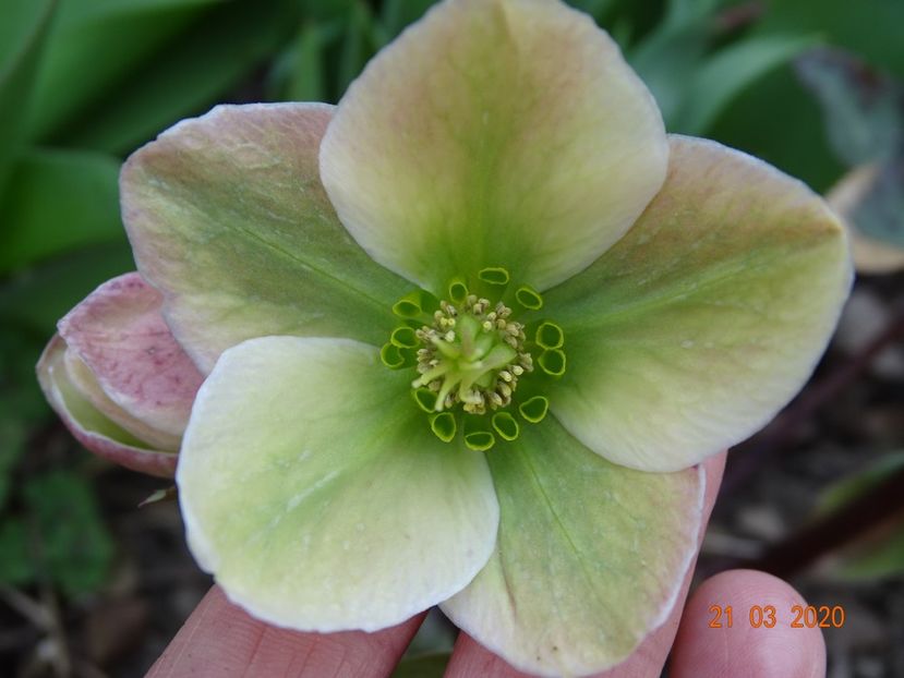 helleborus Ivory Prince - Primavara 2020