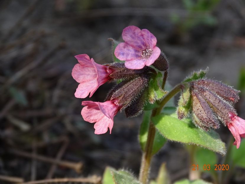 pulmonaria officinalis - Primavara 2020