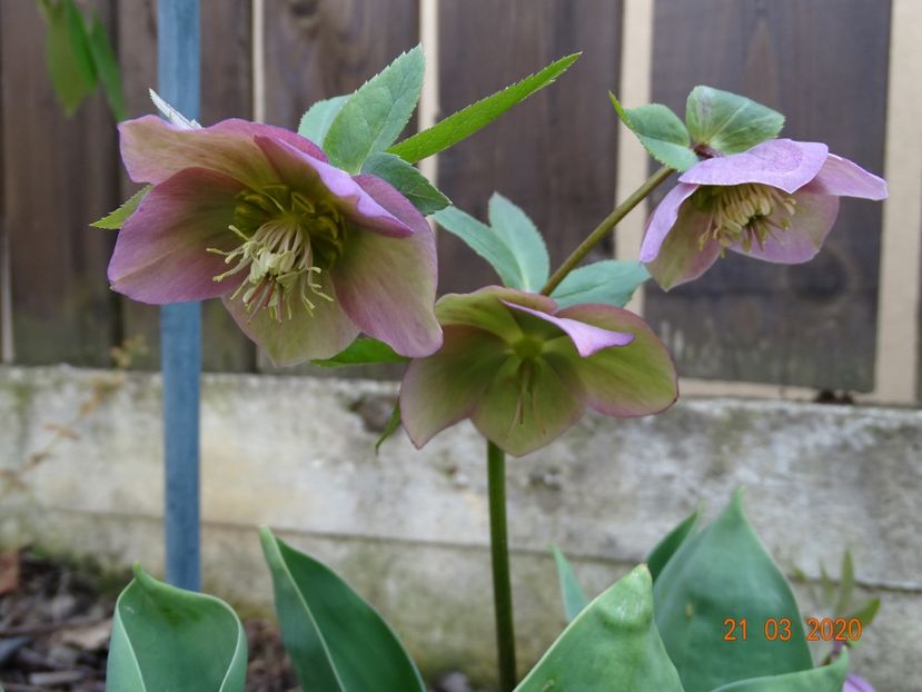 bebe helleborus - Primavara 2020