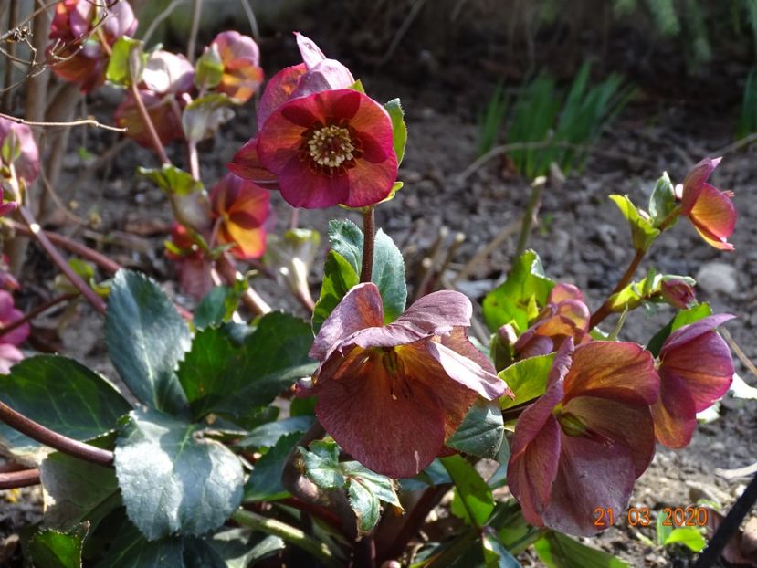helleborus Benotta - Primavara 2020