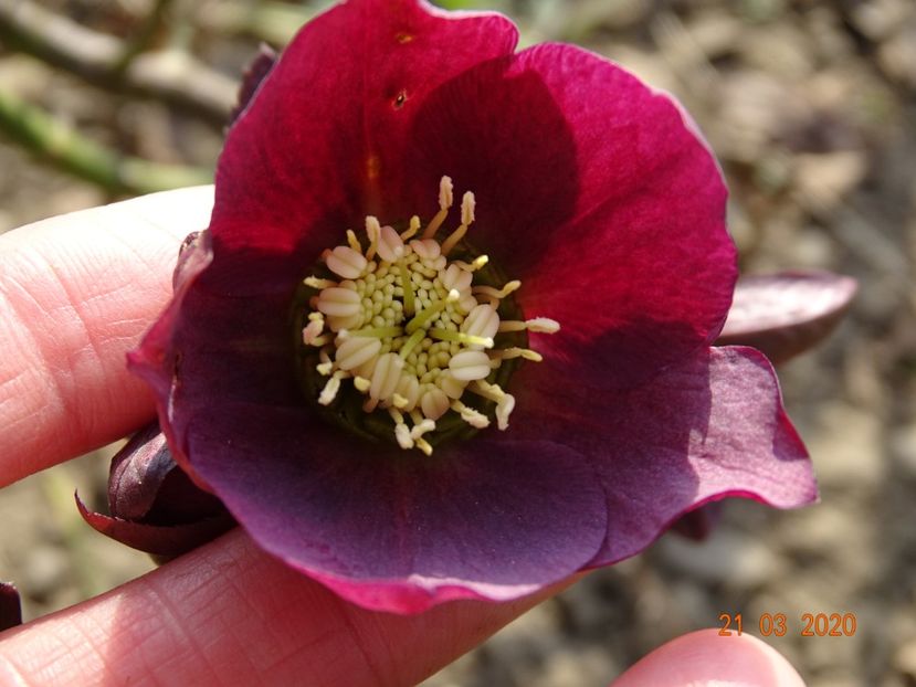 bebe helleborus - Primavara 2020