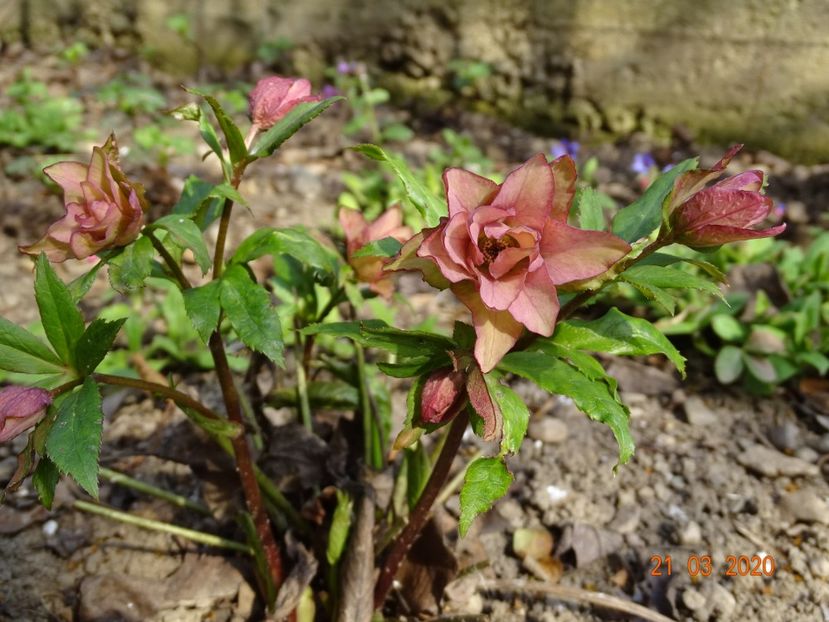 helleborus Double Crown Rose - Primavara 2020