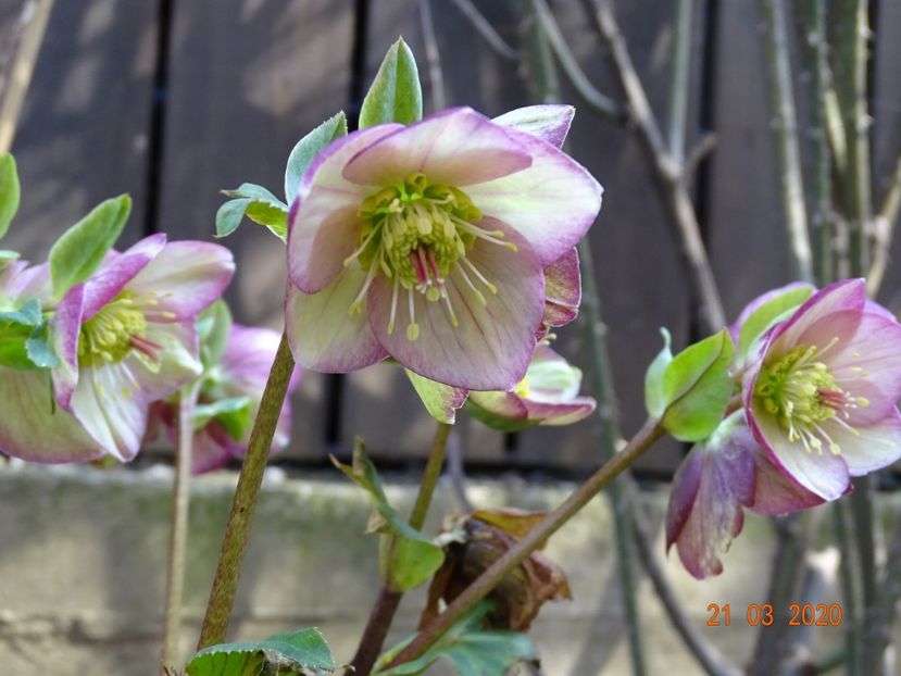 helleborus Carlotta - Primavara 2020