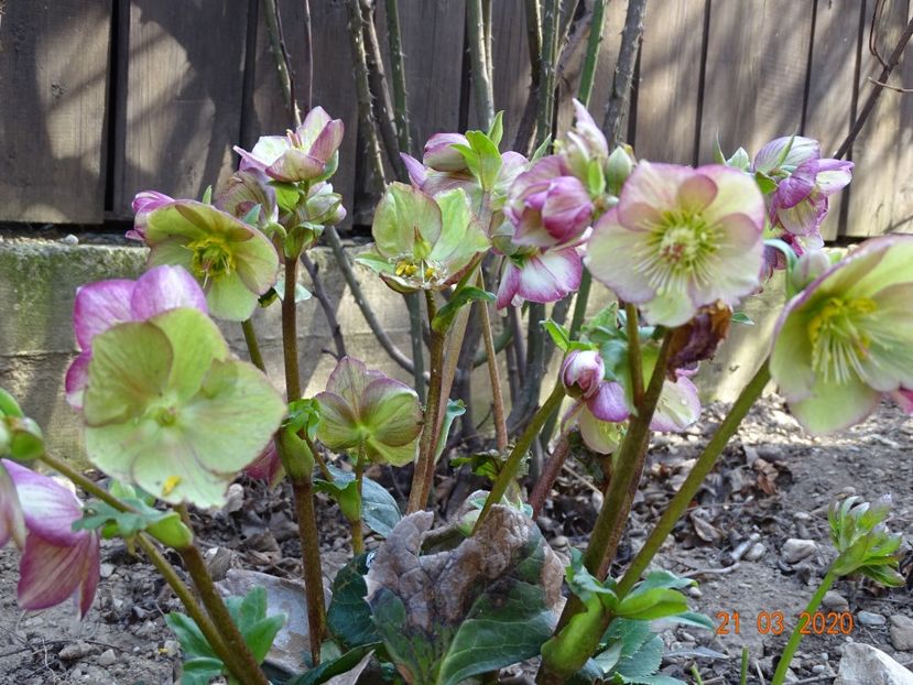 helleborus Carlotta - Primavara 2020