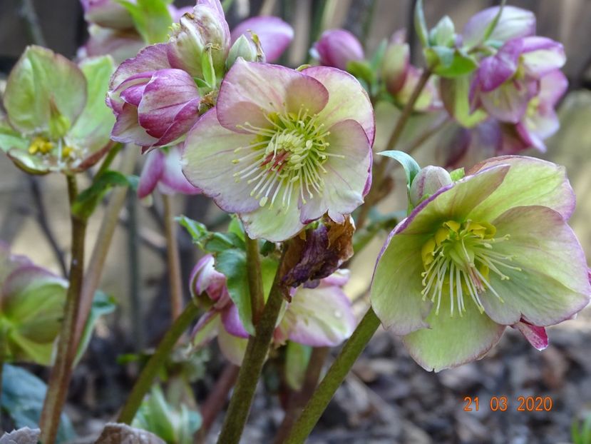 helleborus Carlotta - Primavara 2020
