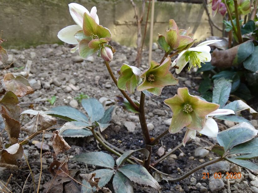 helleborus Emma - Primavara 2020