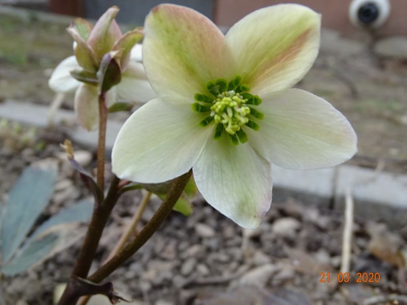 helleborus Emma - Primavara 2020