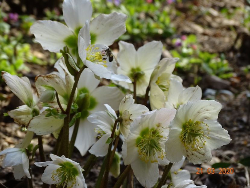 helleborus niger - Primavara 2020