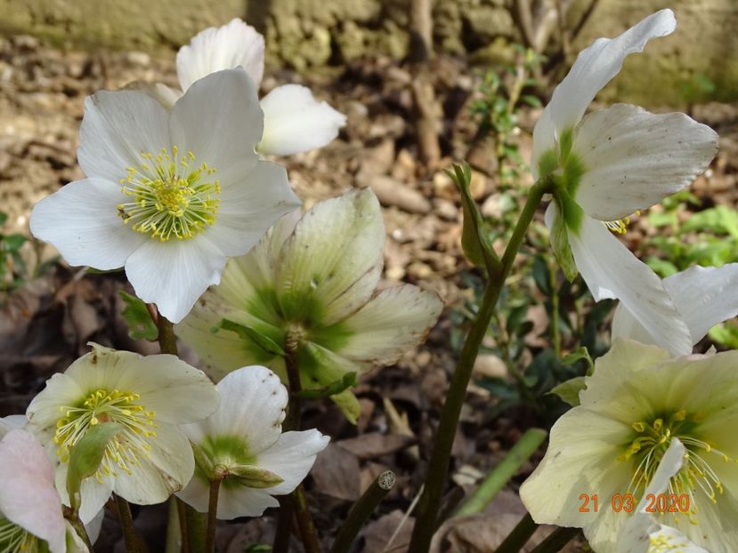 helleborus niger - Primavara 2020