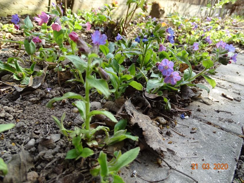 pulmonaria officinalis - Primavara 2020