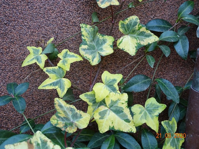 hedera variegata - Primavara 2020