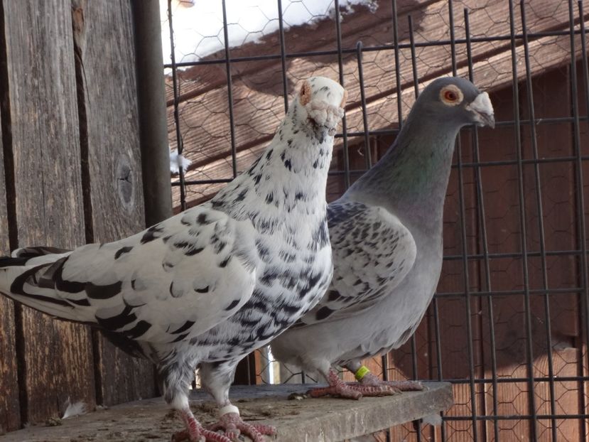 PERECHEA 8. - 05-VOIAJORI STIL VECHI 2016-2020