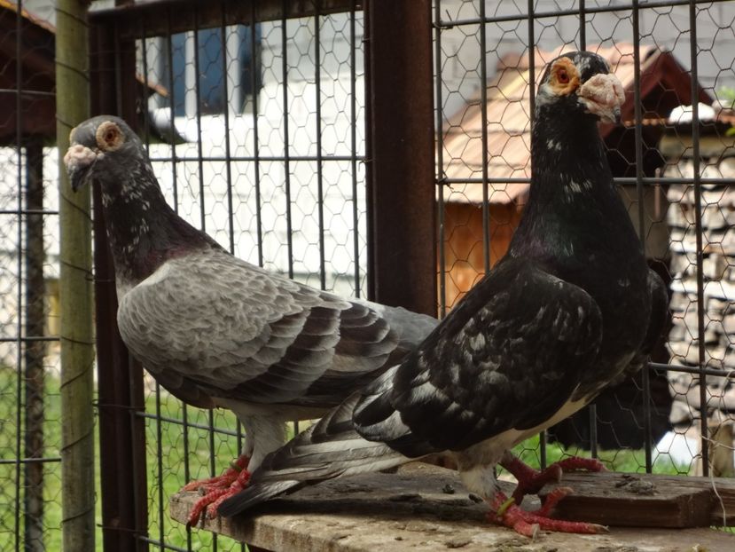 2019 - 05-VOIAJORI STIL VECHI 2016-2020