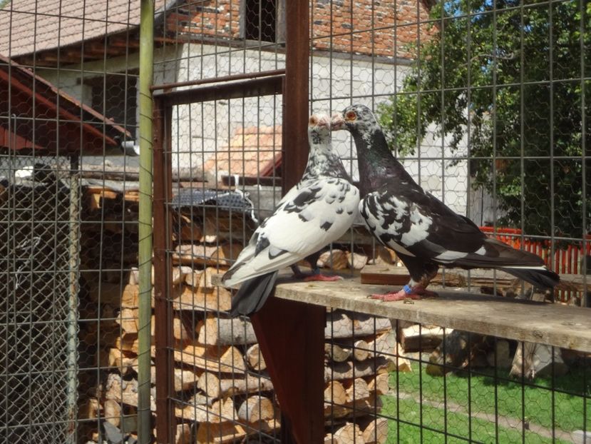  - 05-VOIAJORI STIL VECHI 2016-2020